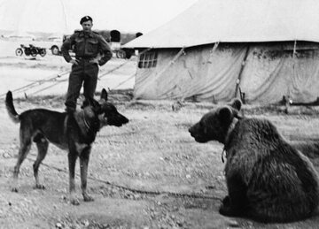 Niedźwiedź Wojtek i pies jednego z oficerów 2. Korpusu Polskiego