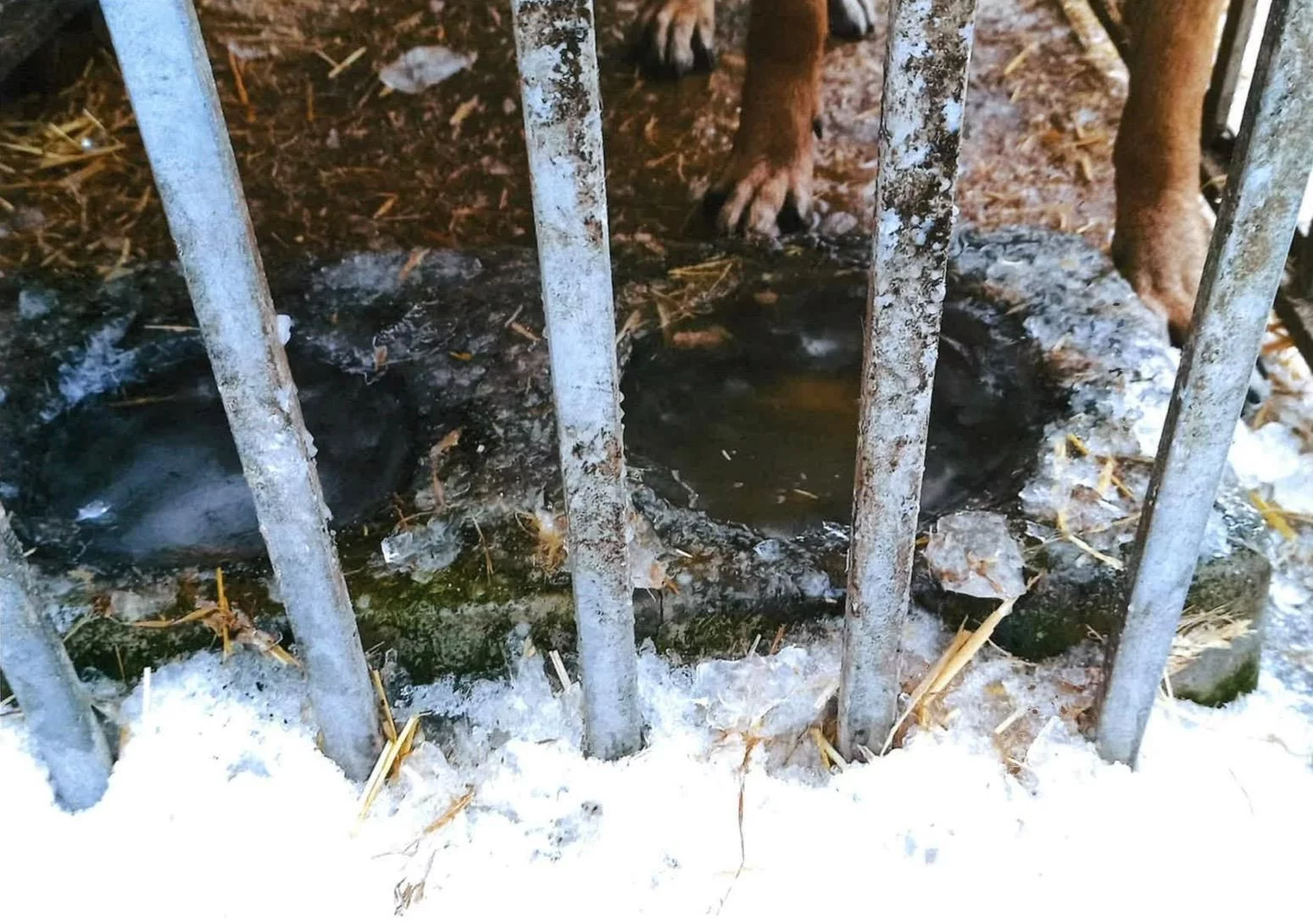 Nielegalne schronisko w Kuflewie (gmina Mrozy)