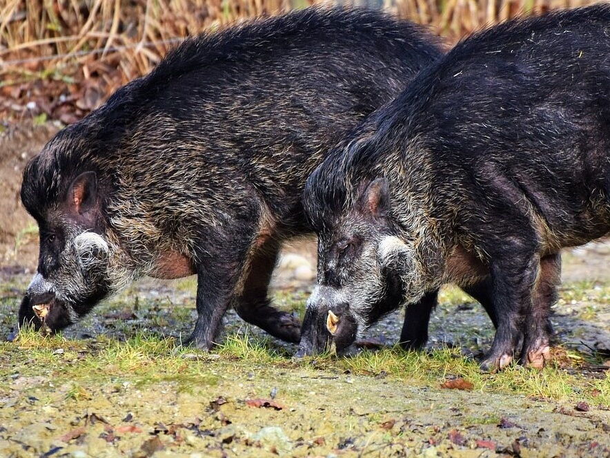 Dziki. Zdj. ilustracyjne