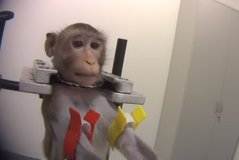 Eksperymenty na zwierzętach