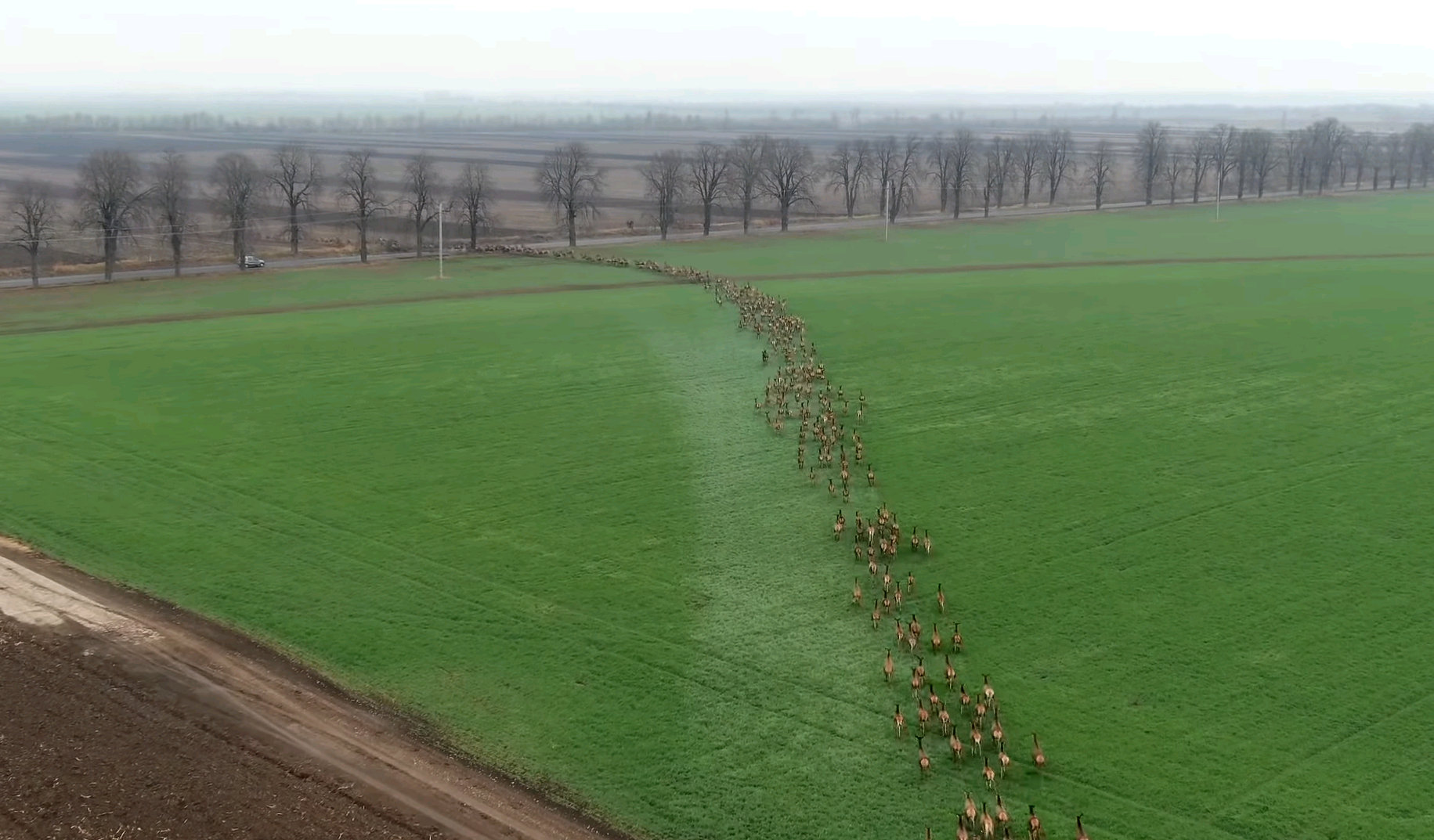 Jelenie na Węgrzech