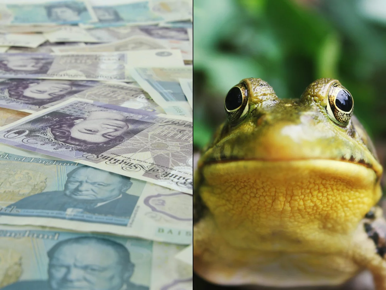 Banknoty Wlk. Brytanii, Żaba