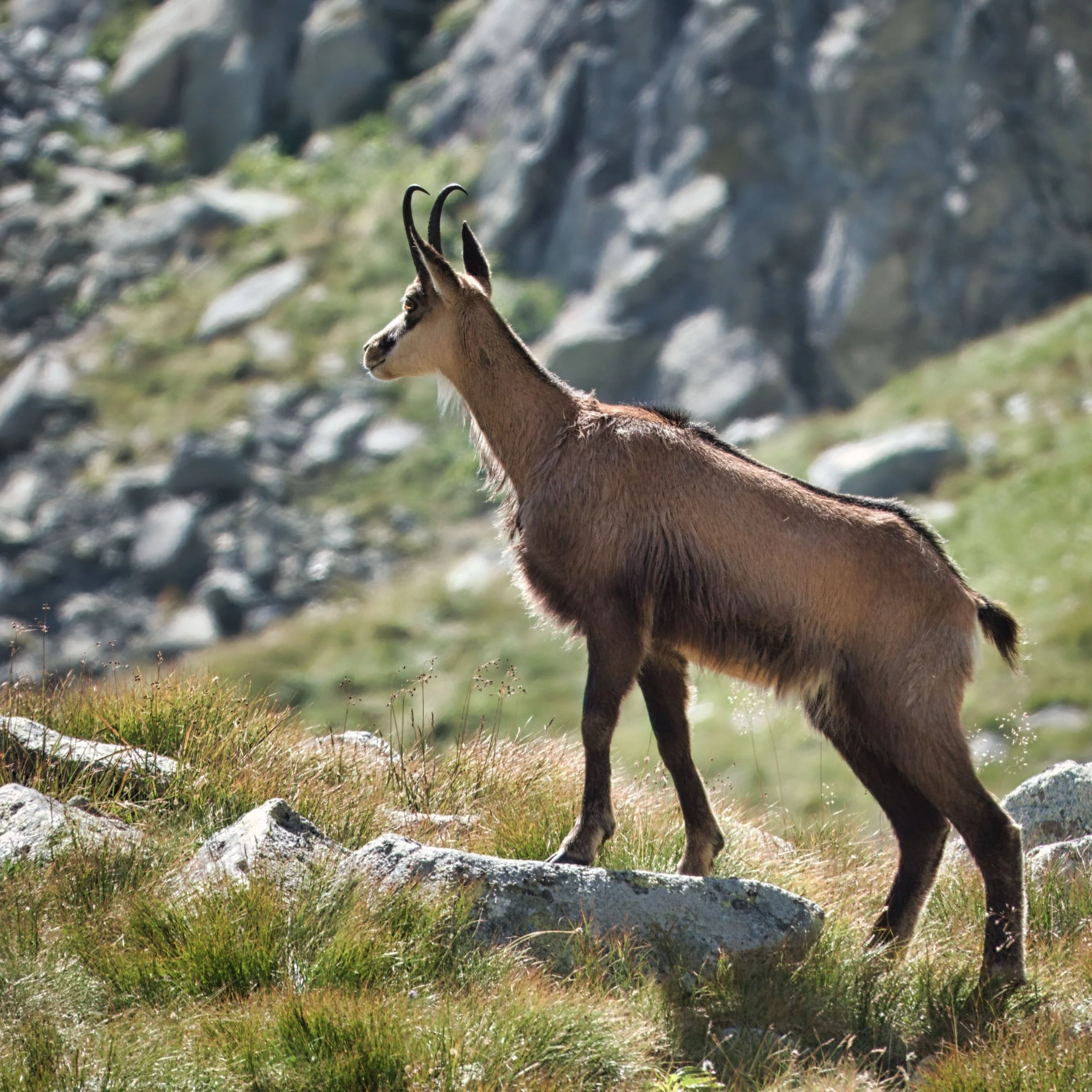 Kozica, Tatry
