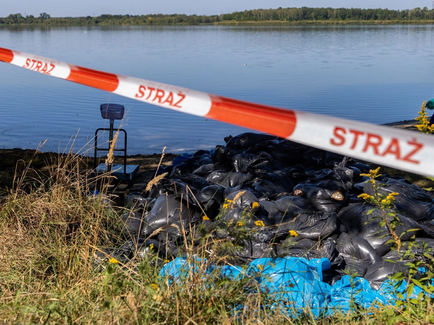 Worki z martwymi rybami z jeziora Dzierżno Duże