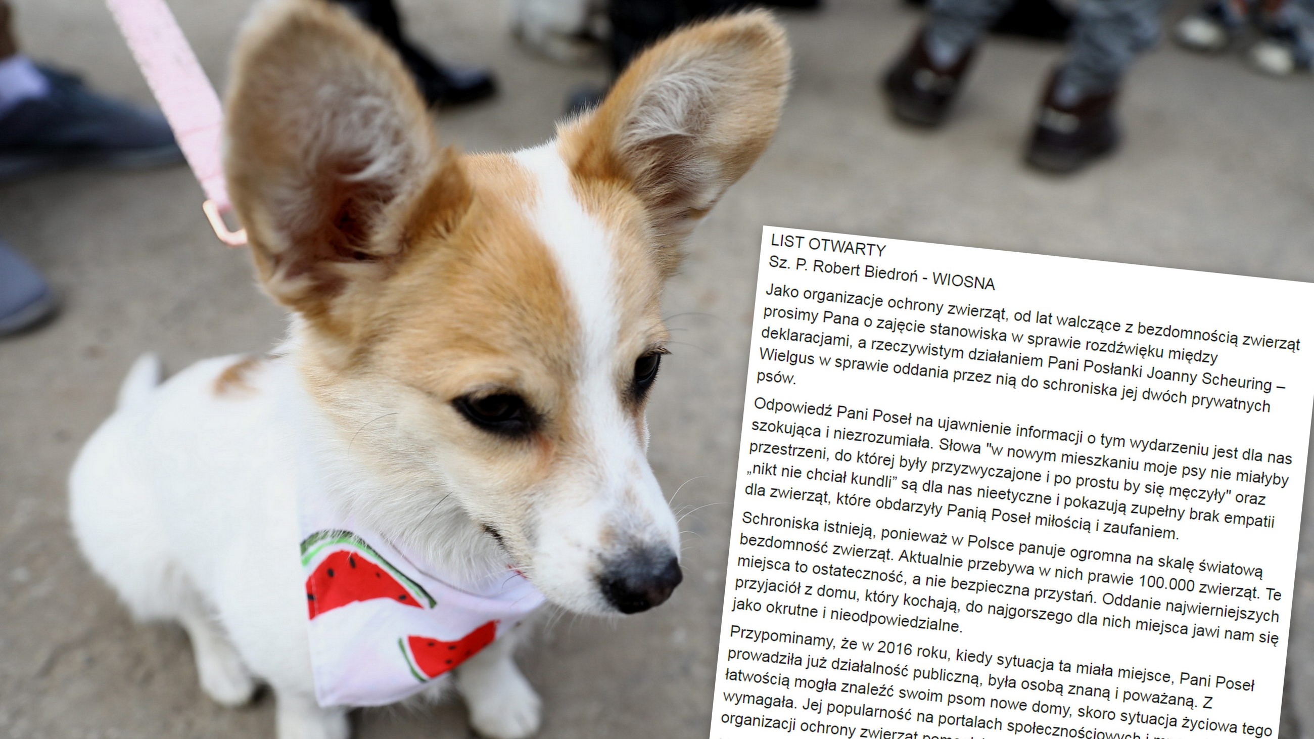 Organizacje prozwierzęce apelują do Roberta Biedronia, by zajął stanowisko w sprawie działań Joanny Scheuring-Wielgus.