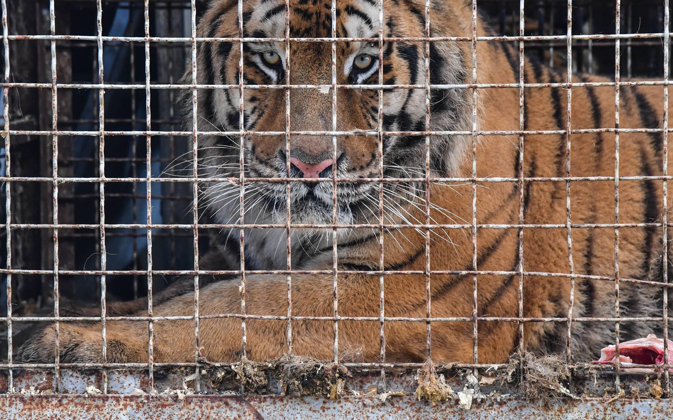 Tygrysy utknęły na granicy z Białorusią. Były w fatalnym stanie