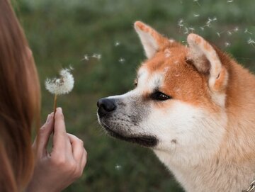 Owner blowing dandelion to muzzle of calm fluffy purebred dog