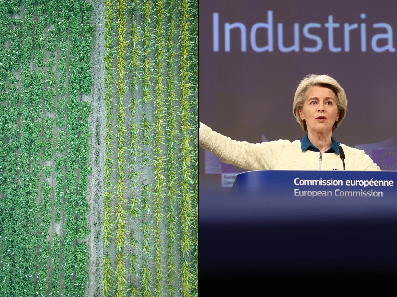 Pole uprawne w Brazylii. Ursula von der Leyen
