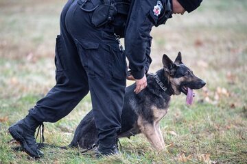 Pies policyjny, zdjęcie ilustracyjne