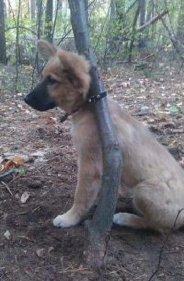 Pies porzucony przez właścicielkę w lesie
