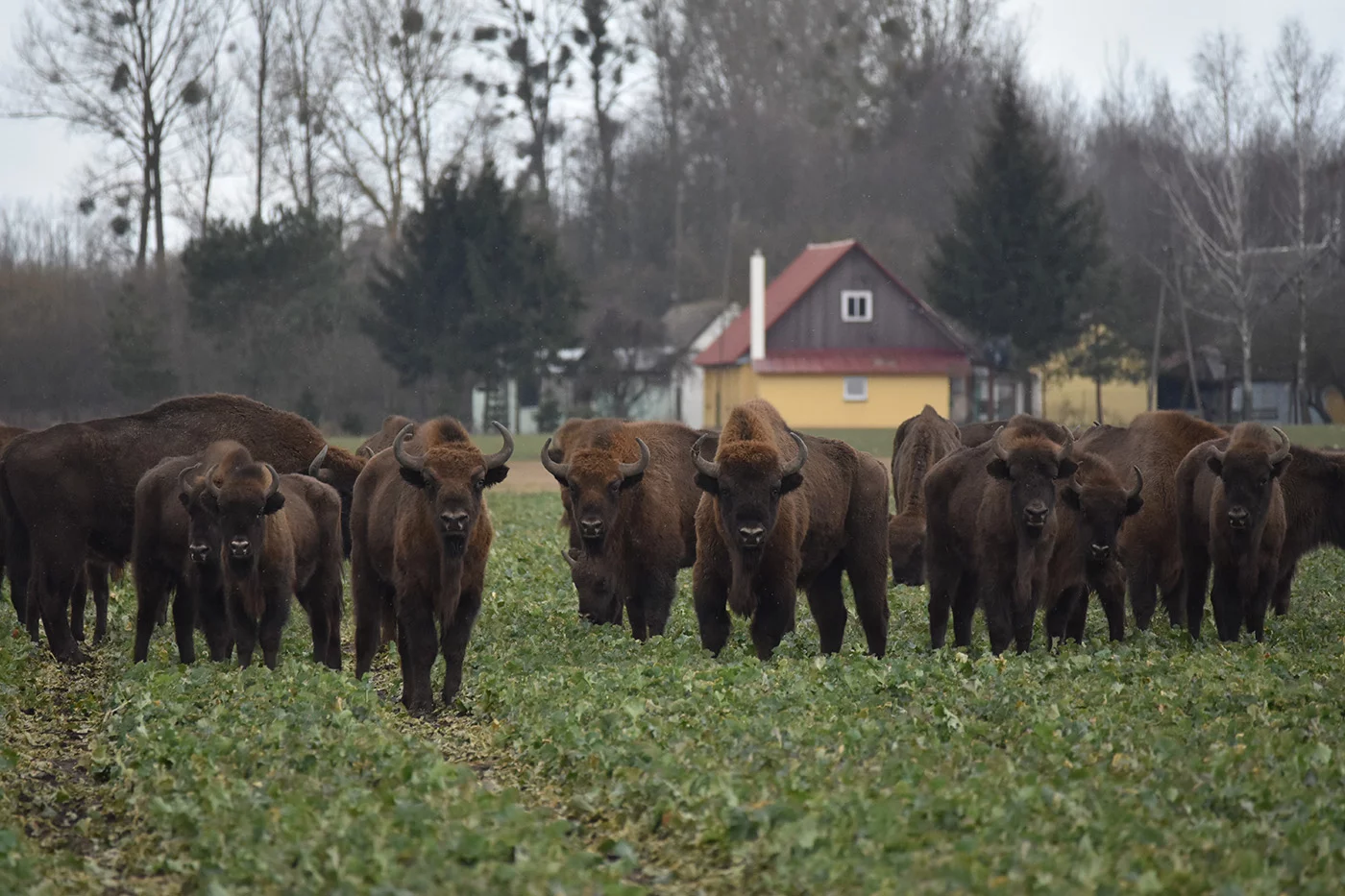 Żubry wychodzące z puszczy