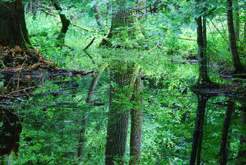 Podmokły las olszowy w Białowieskim Parku Narodowym