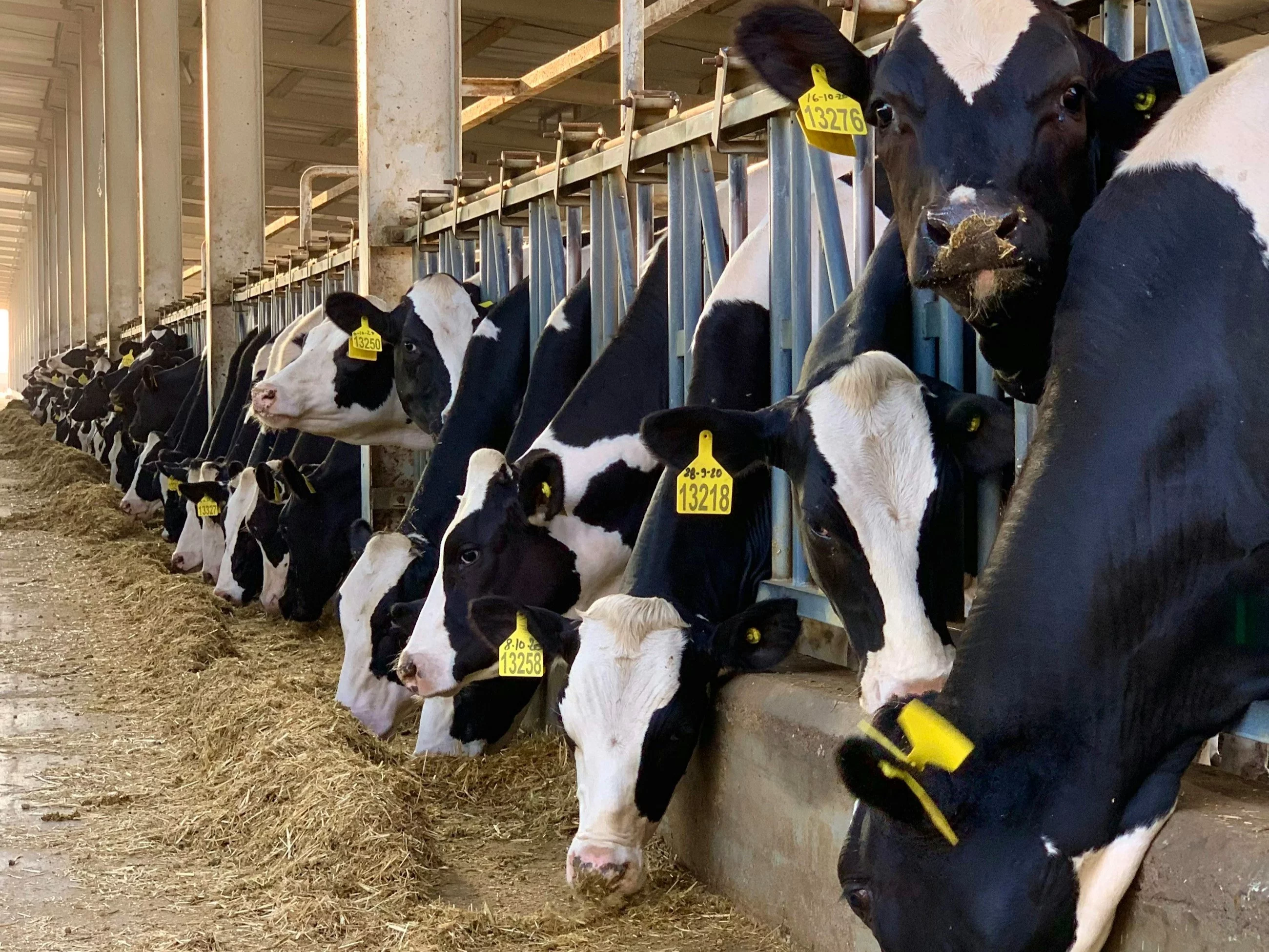 Polska będzie eksportować wołowinę na Malediwy. Komunikat ministerstwa