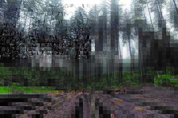 Polskie lasy pokrywają jedną trzecią powierzchni kraju. Co roku zwiększa się w nich zapas drewna, a co za tym idzie – ilość zmagazynowanego węgla