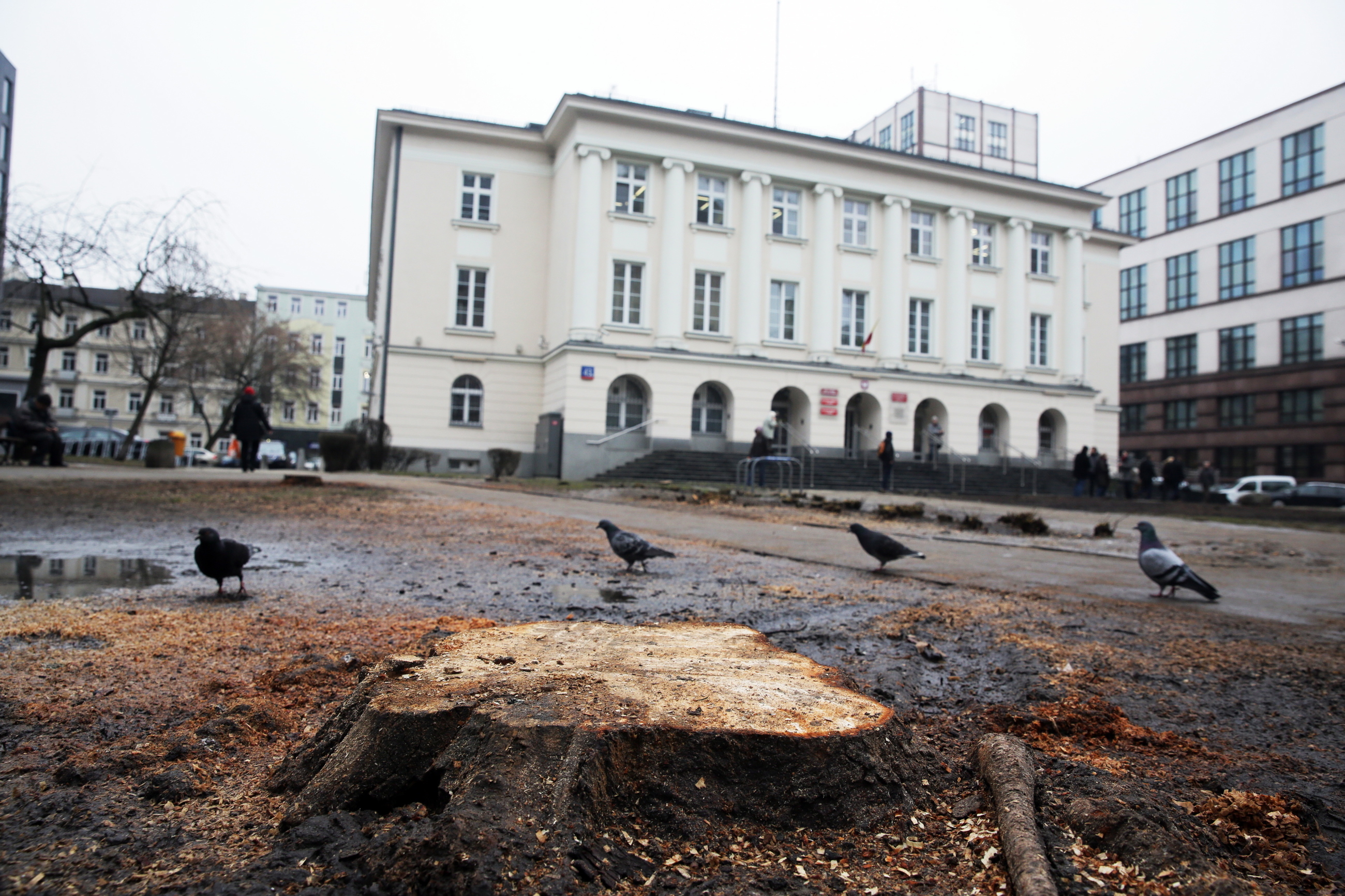 Teren przed Urzędem Dzielnicy Śródmieście, gdzie zostały wycięte drzewa i większość krzewów