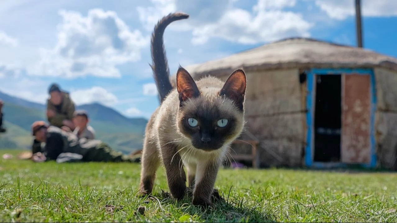 Przebudzenie z ogonkiem