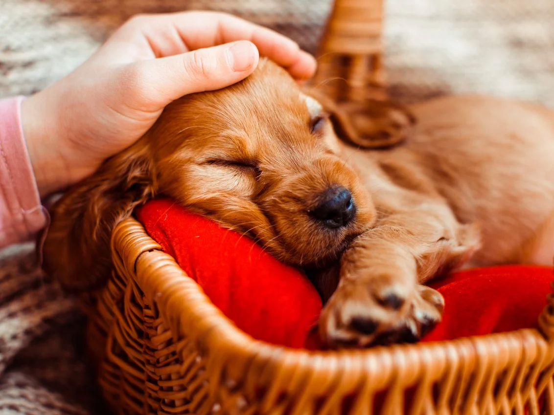 Jak zadbać o zdrowy przewód pokarmowy psa?