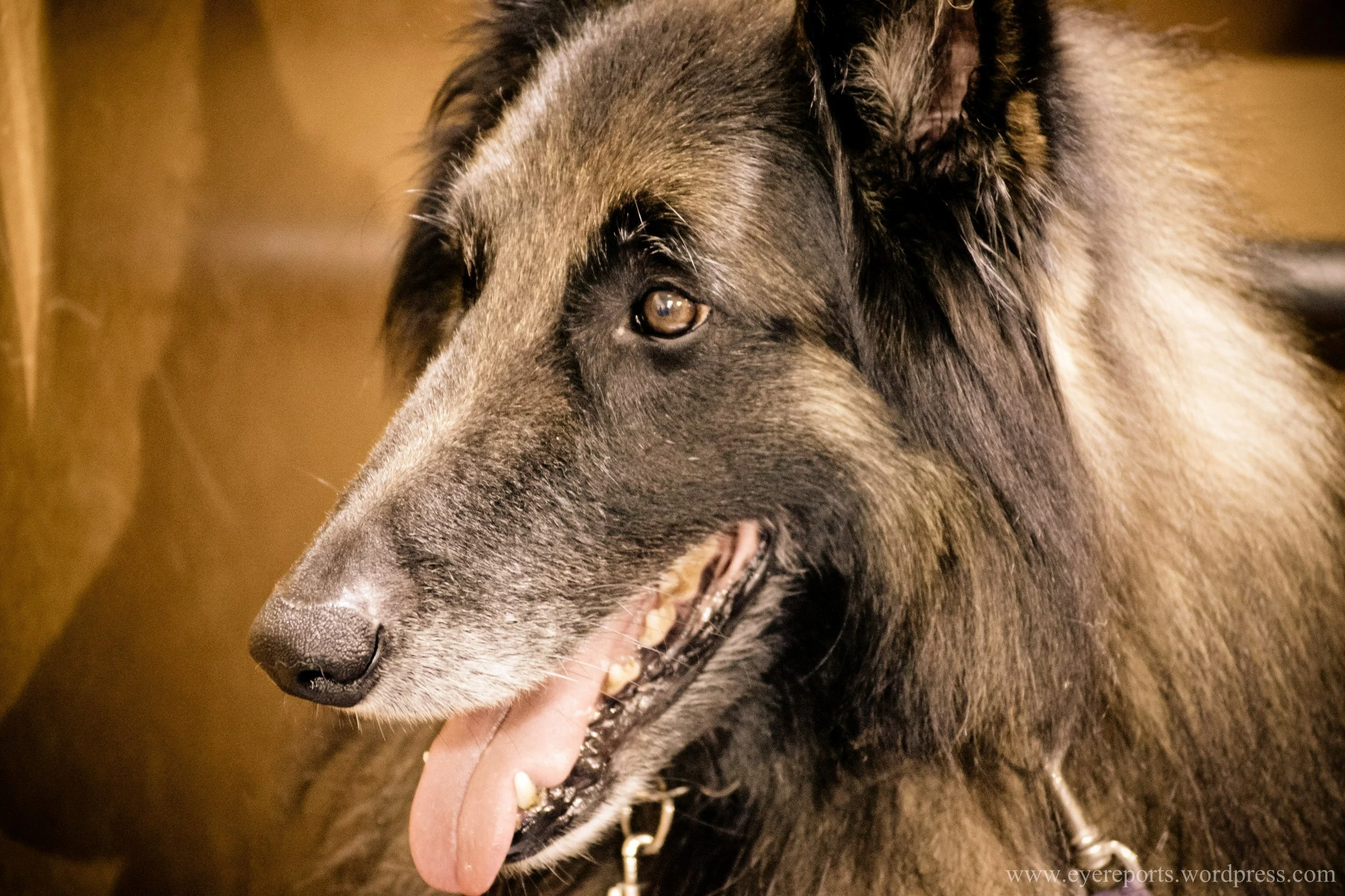 Psy śmiertelnie pogryzły 46-latka. Zarzuty dla właściciela