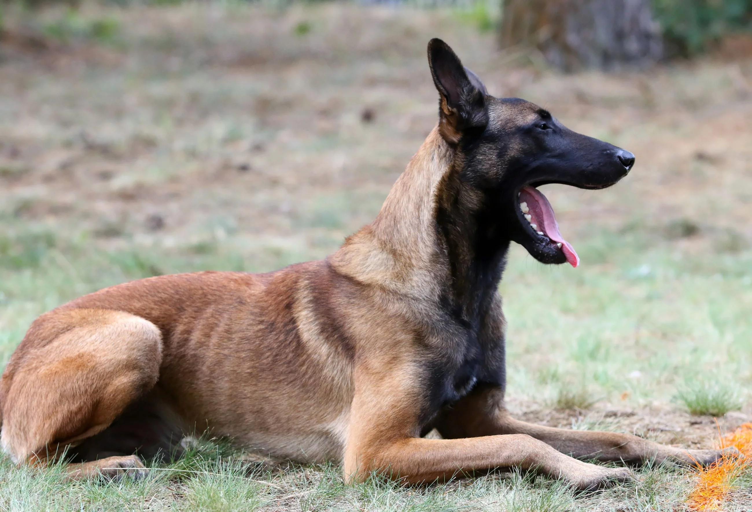 Psy zagryzły śmiertelnie grzybiarza. "Właściciel to były policjant"
