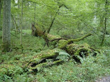 Puszcza Białowieska