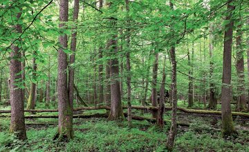 Puszcza Białowieska