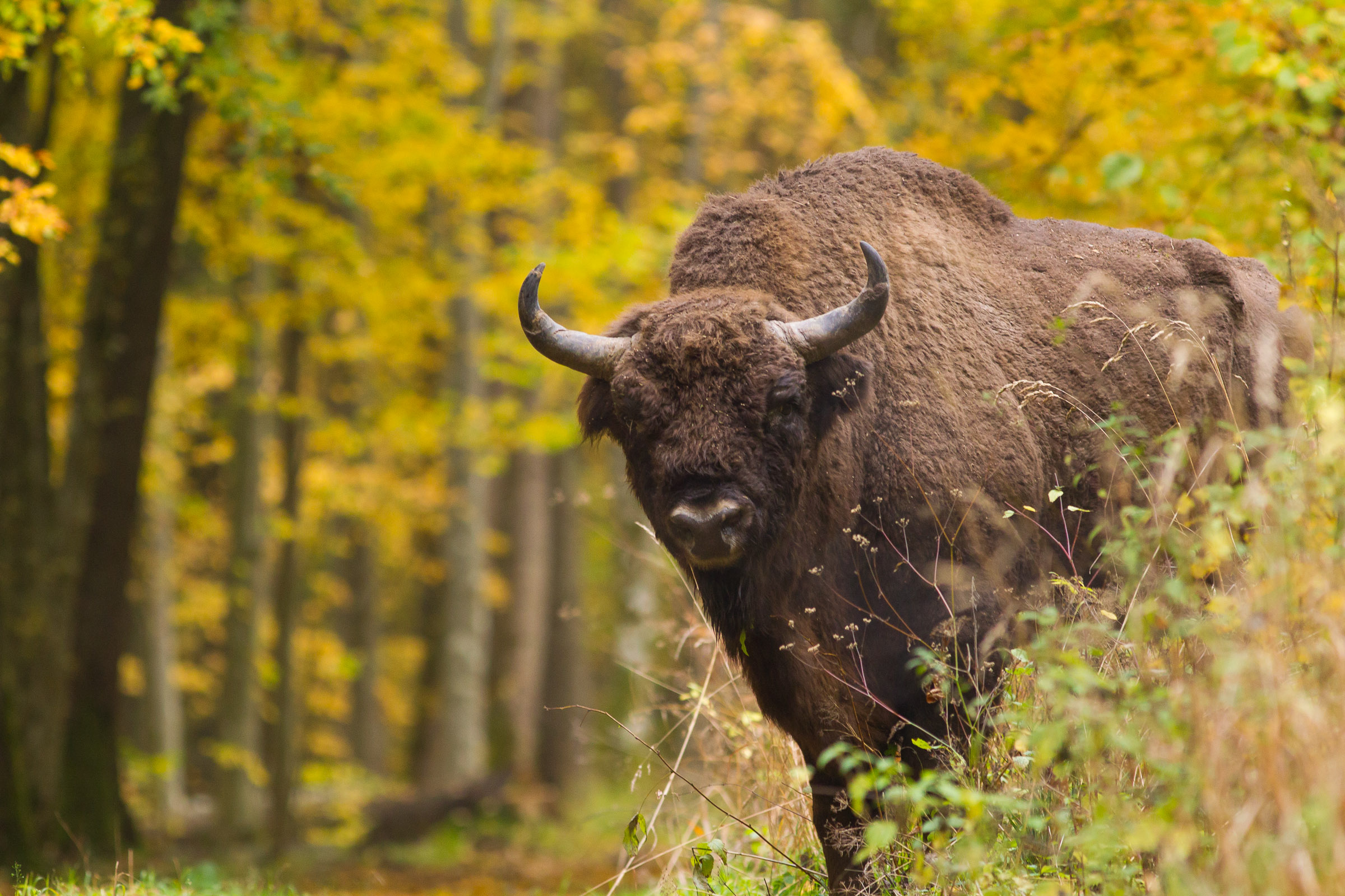 Białowieski żubr