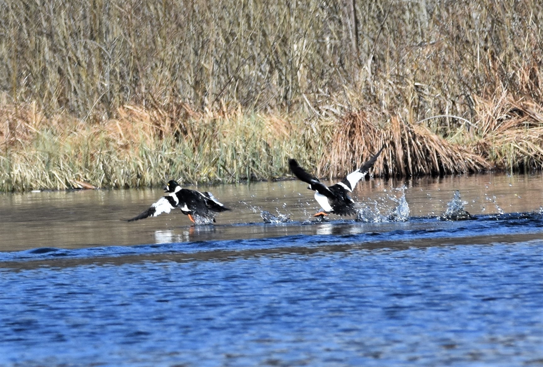 Rywalizujące kaczory Gągoły