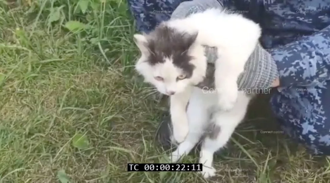 W Rosji zatrzymano kota przemycającego narkotyki
