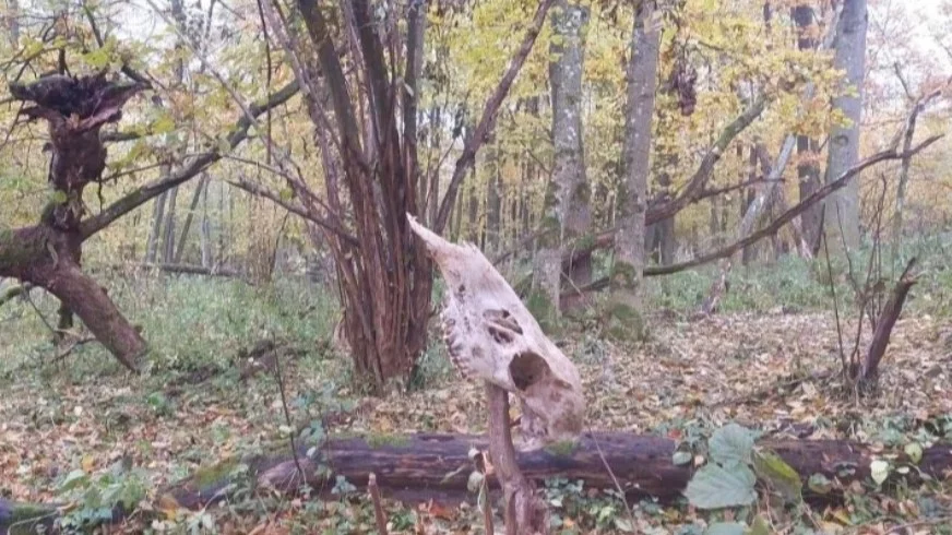 Widok na majdan grodziska znalezionego w woj. lubelskim