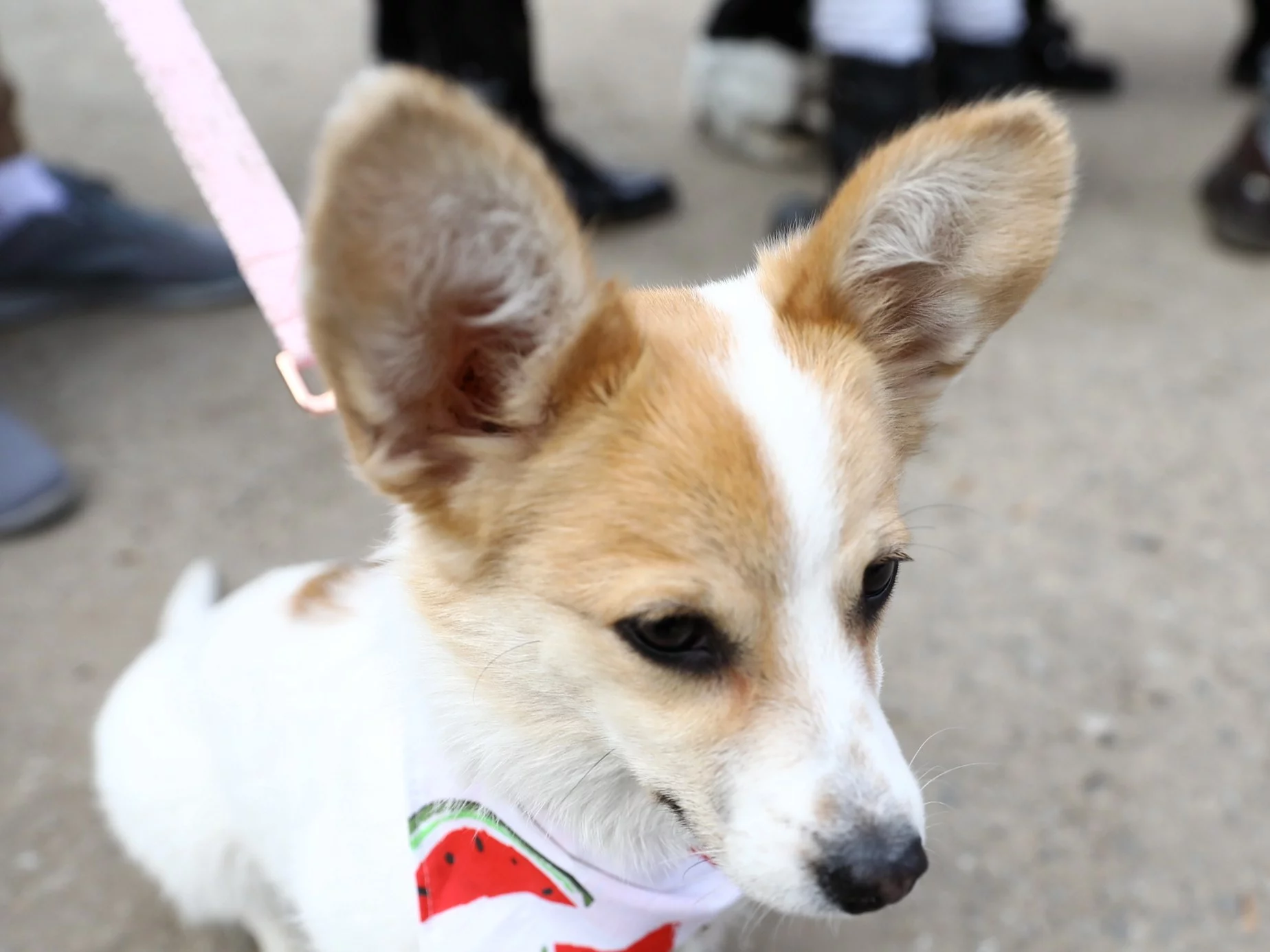 Trudna sytuacja zwierząt w schronisku, zdjęcie ilustracyjne