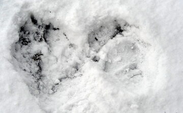 Ślady niedźwiedzia na zaśnieżonej drodze