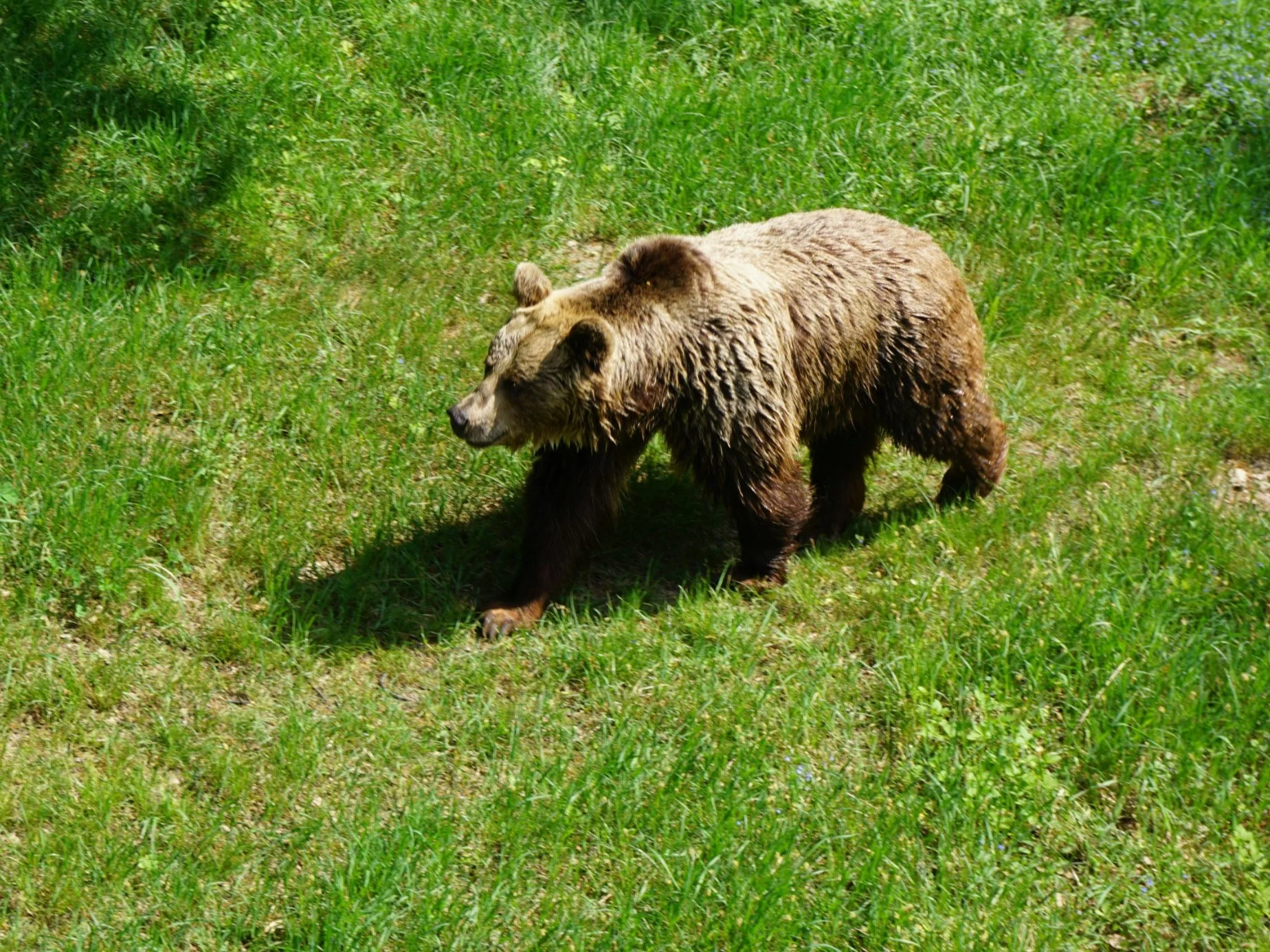 Niedźwiedź, zdjęcie ilustracyjne