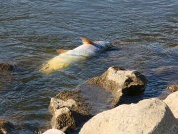 Śnięte ryby w Odrze w Kostrzynie nad Odrą
