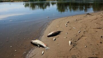 Śnięte ryby w Odrze w okolicy wsi Cigacice