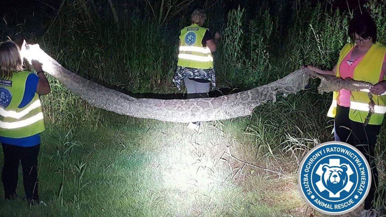 Wylinka pytona tygrysiego nad Wisłą