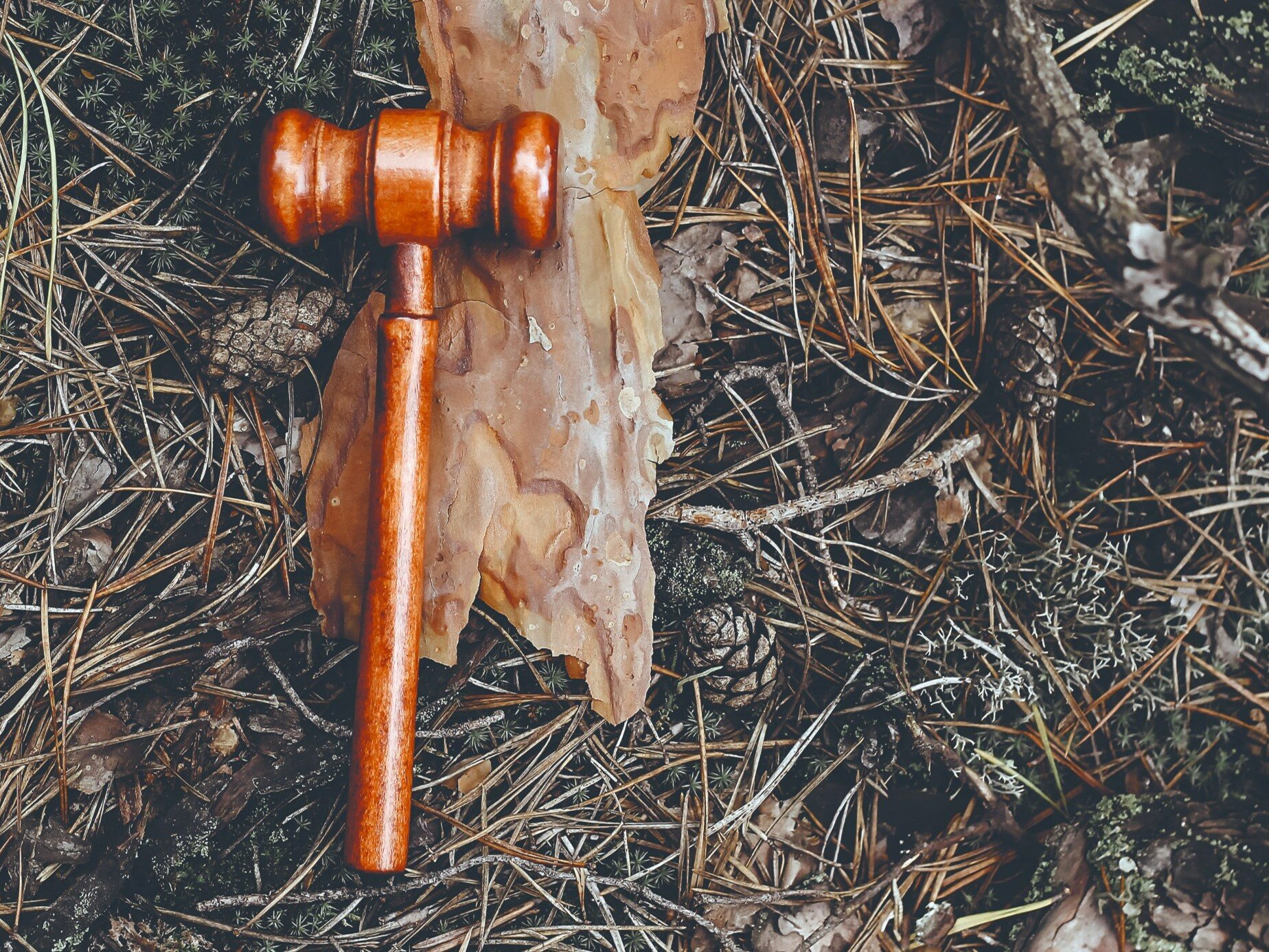 Suwerenność lasów stale w niebezpieczeństwie