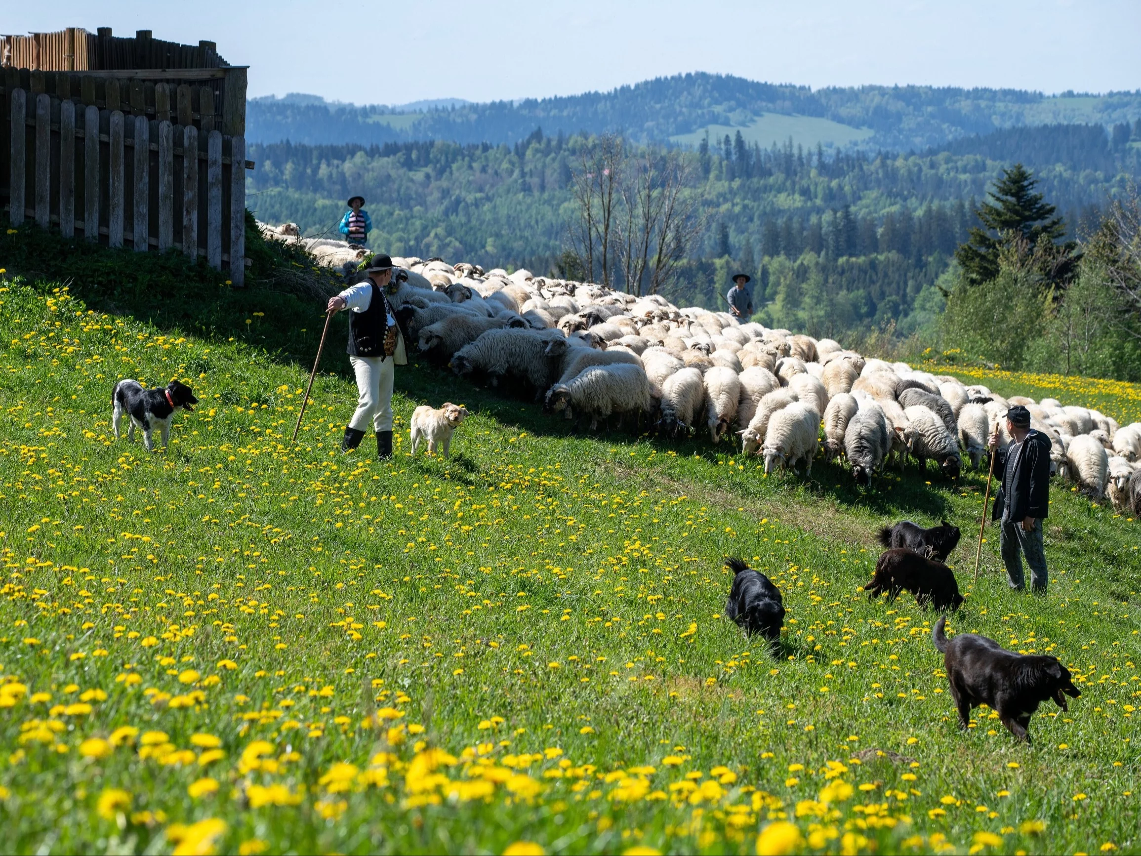 Stado owiec, zdjęcie ilustracyjne