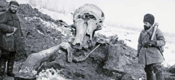 Szczątki mamuta znalezione w dolinie rzeki Berezowka w 1901 r.