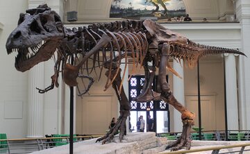 Szkielet Tyranozaura zwany "Sue"