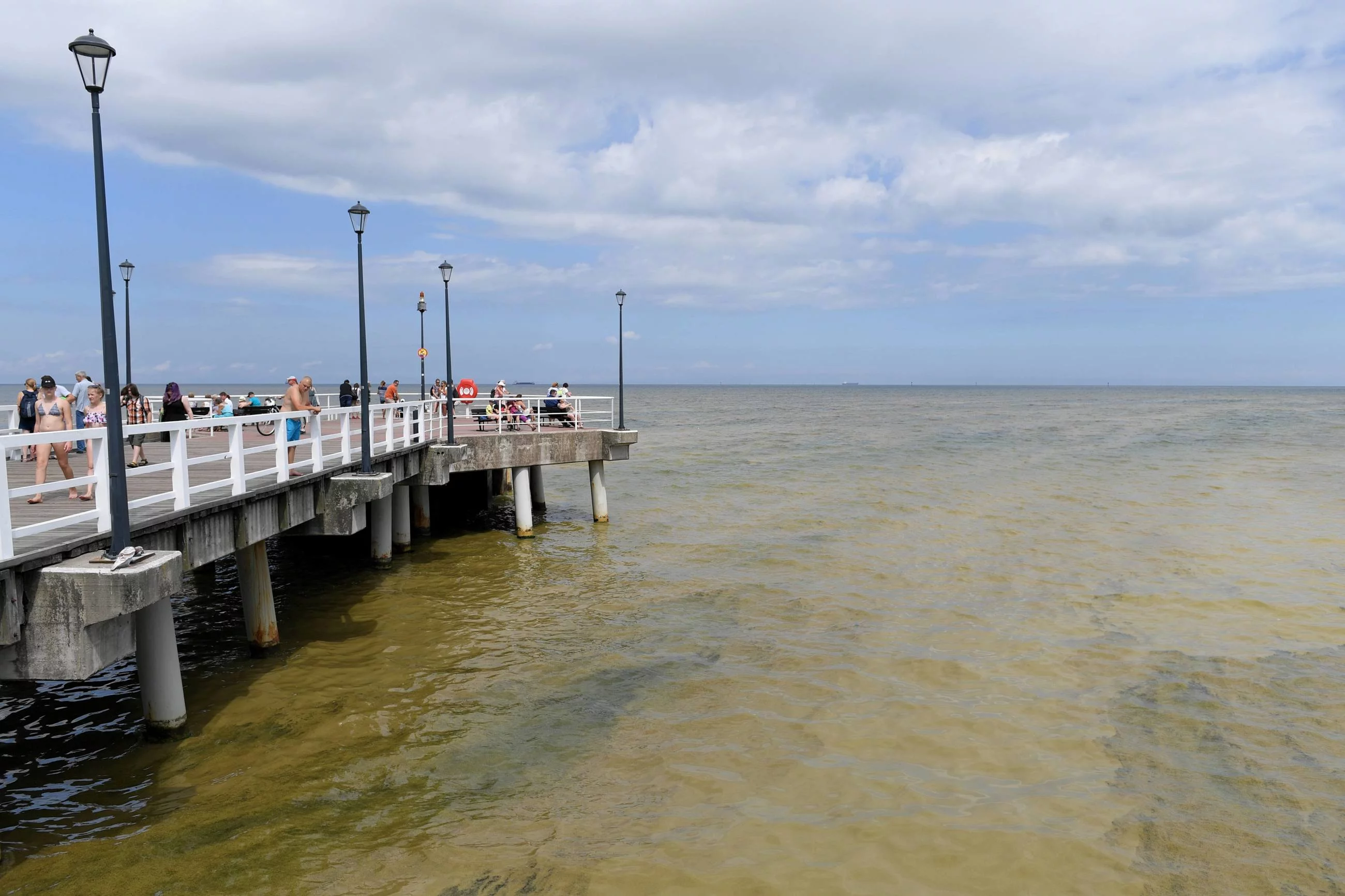 Sinice w morzu w Brzeźnie