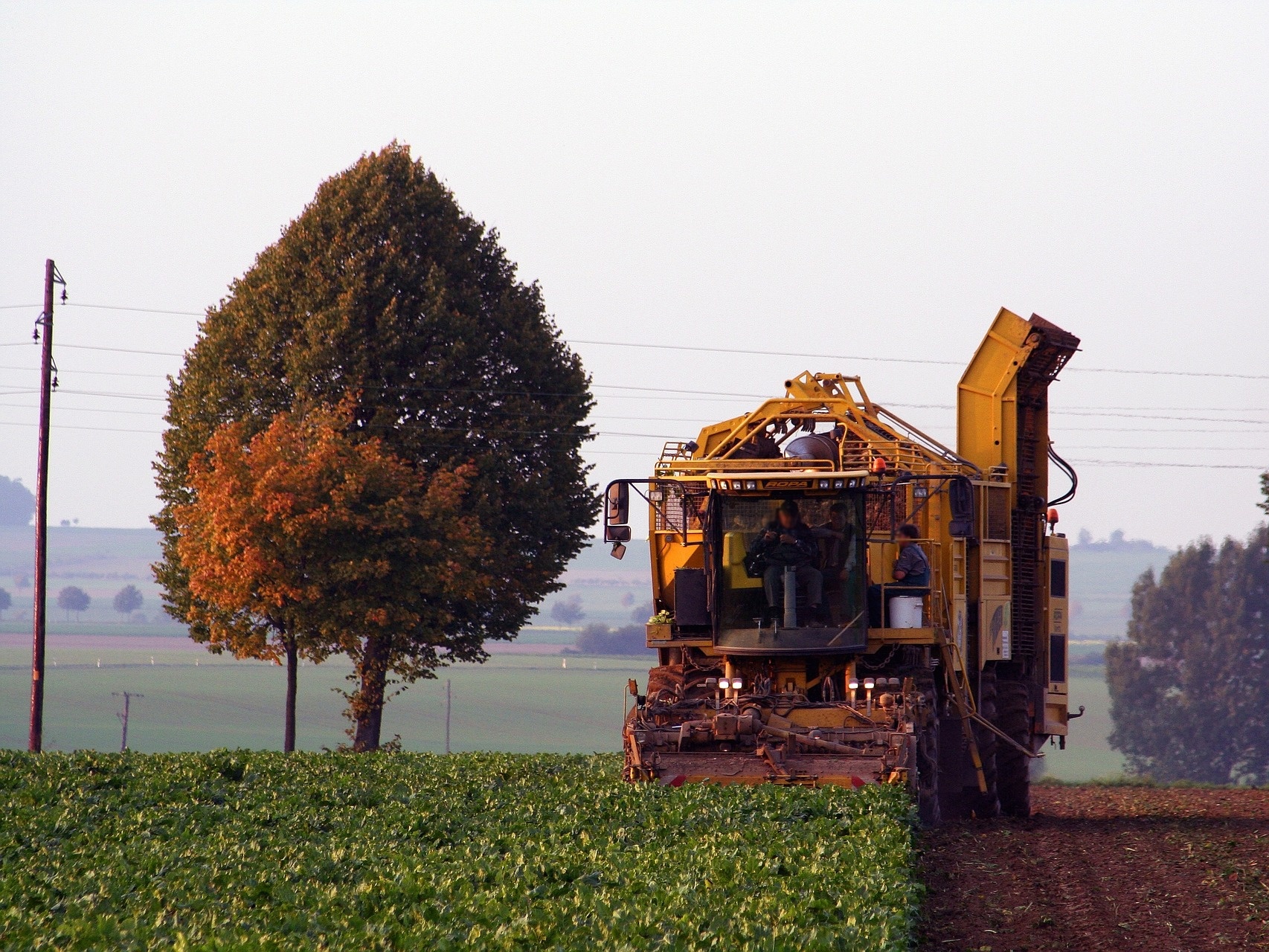 Zbiór plonów, zdjęcie ilustracyjne