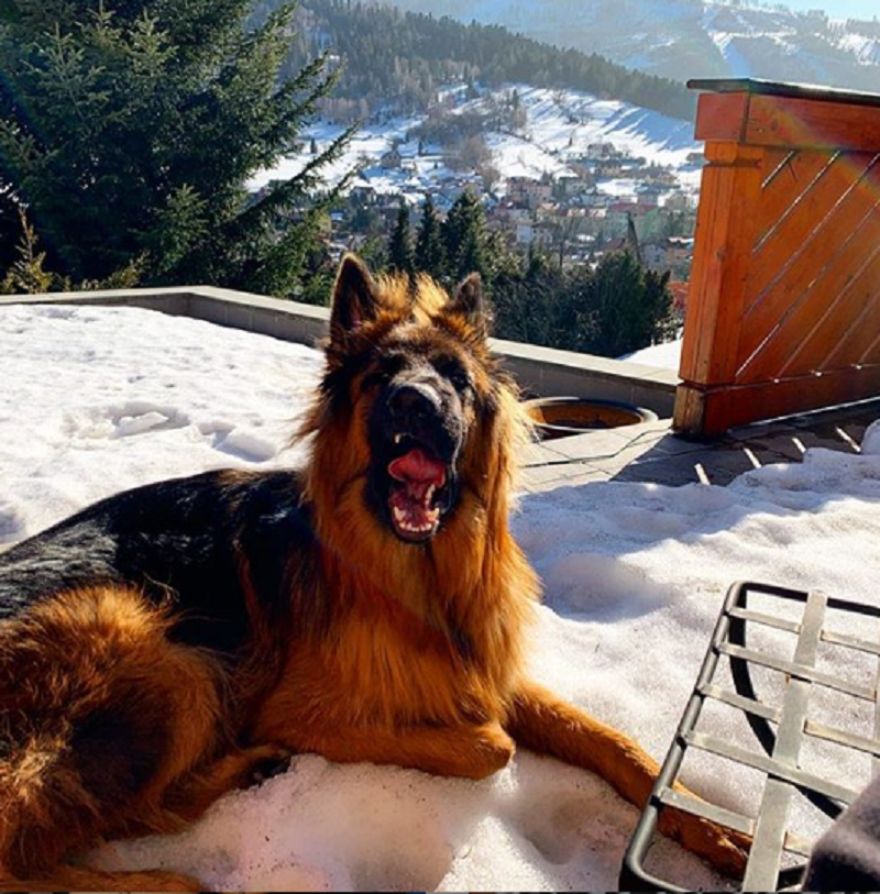 W aucie rozbitym przez Kamila D. był jego pies