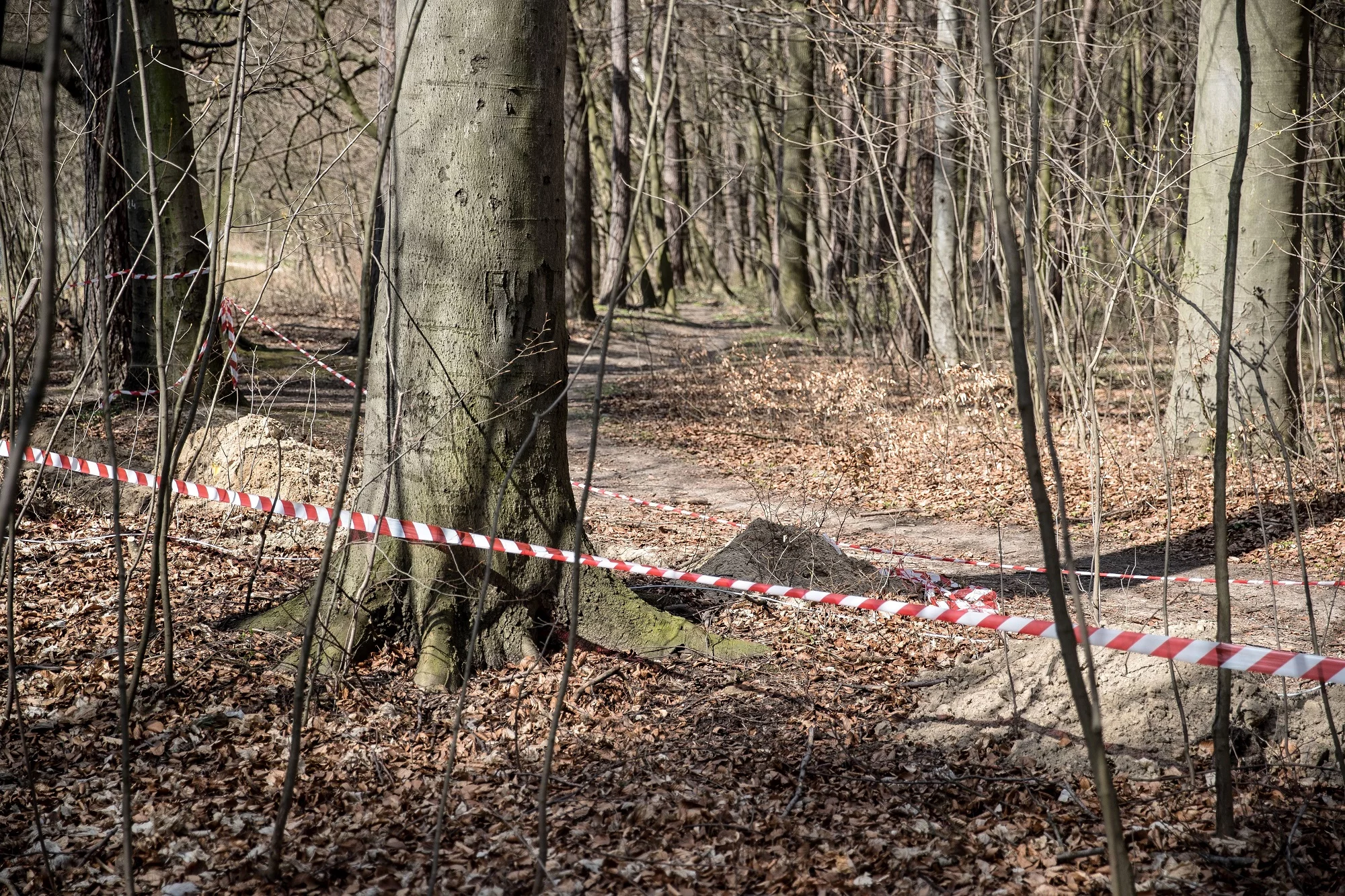 Las, zdjęcie ilustracyjne