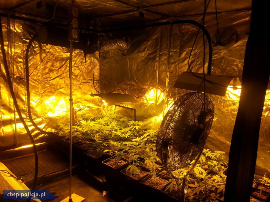 Plantacja marihuany