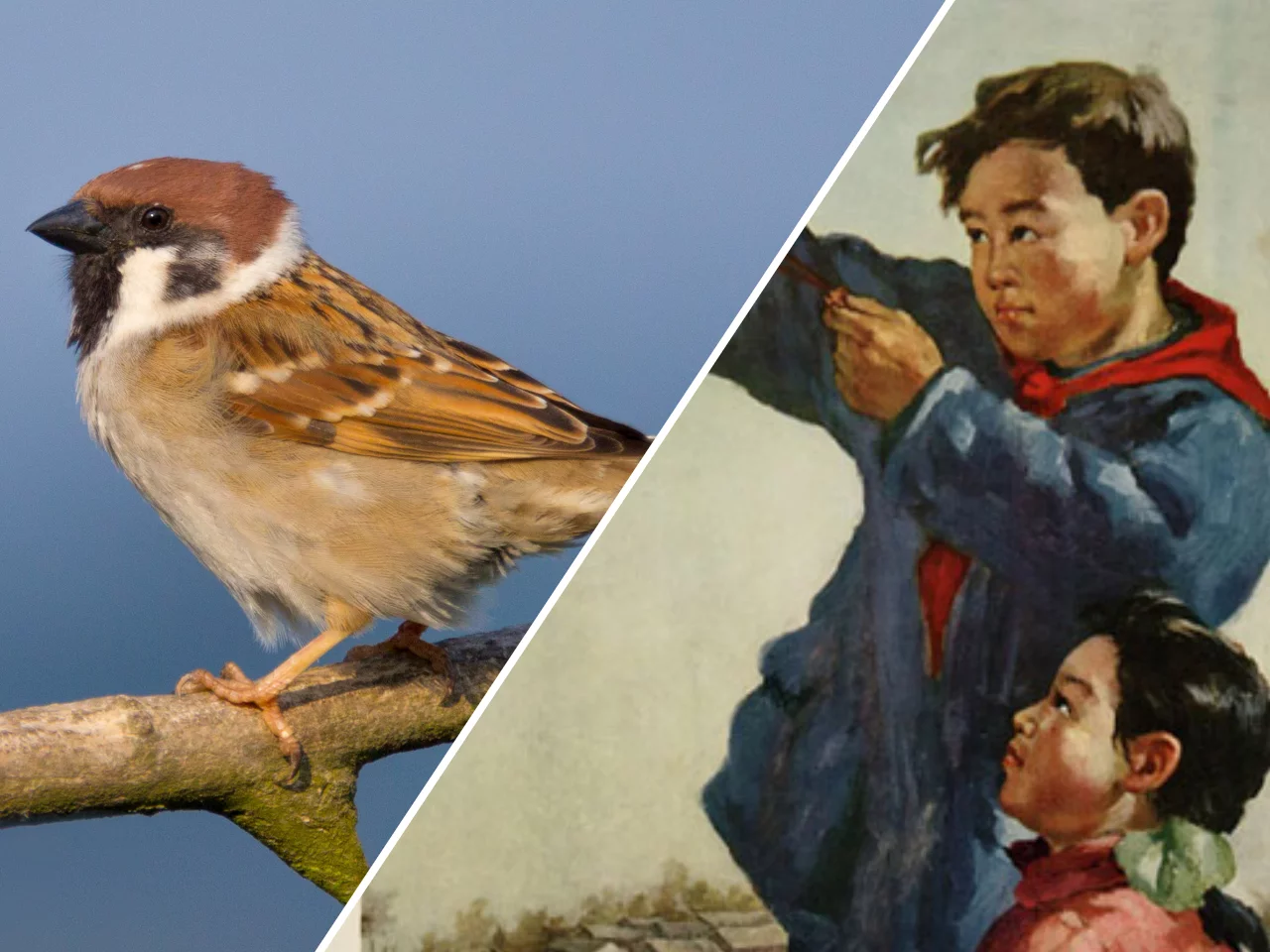 Wróbel (mazurek) / Chiński plakat zachęcający dzieci do zabijania wróbli za pomocą procy  w czasie walki "z czterema plagami" podczas tzw. Wielkiego skoku