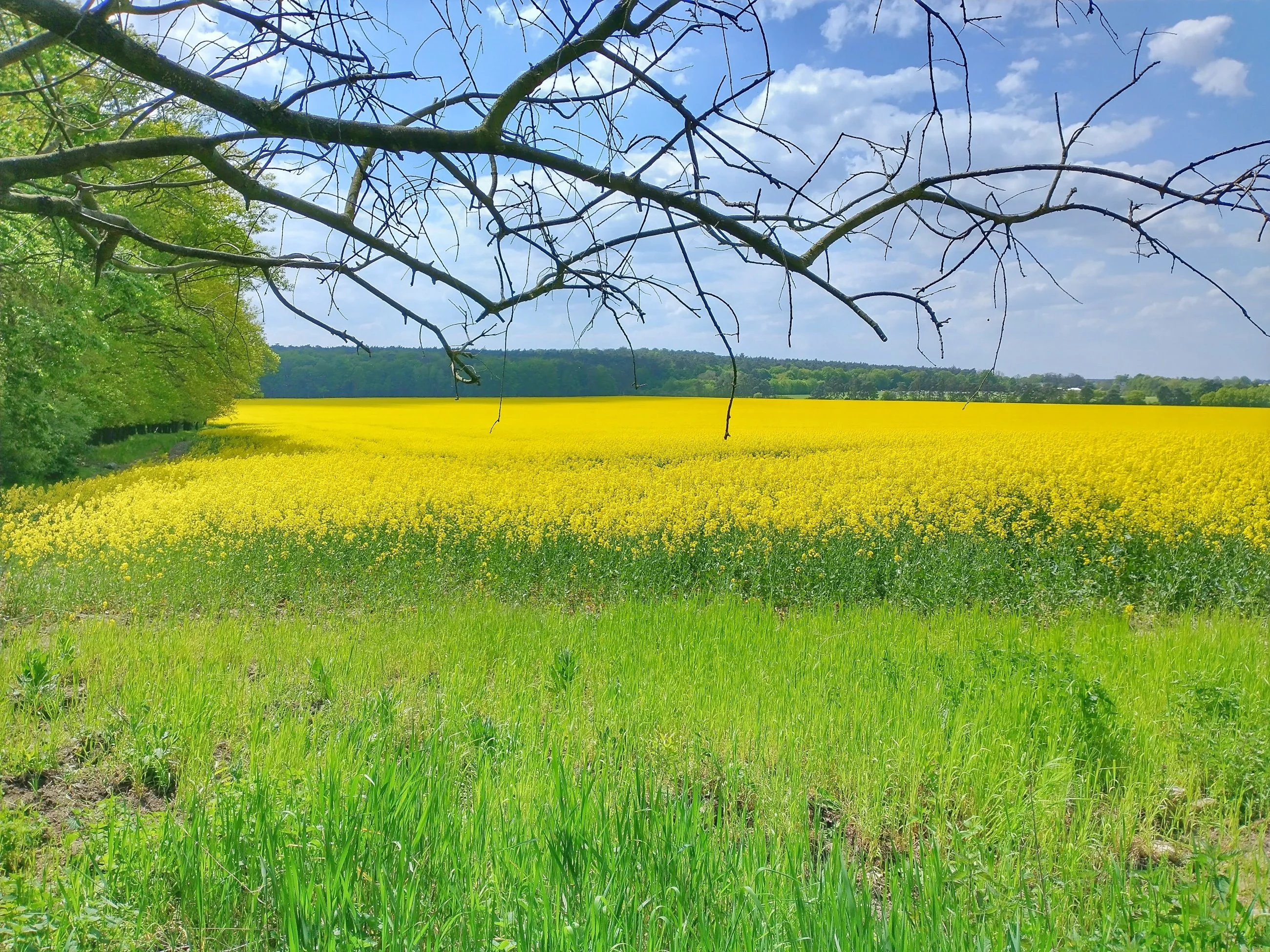Wielkopolski Park Narodowy, tereny między Wirami a Szreniawą