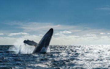 Wieloryb, zdjęcie ilustracyjne