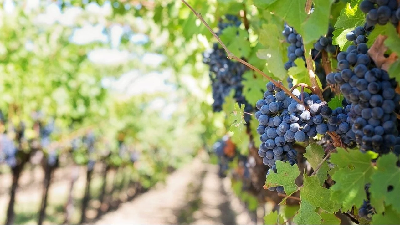 Wino: historia i znaczenie