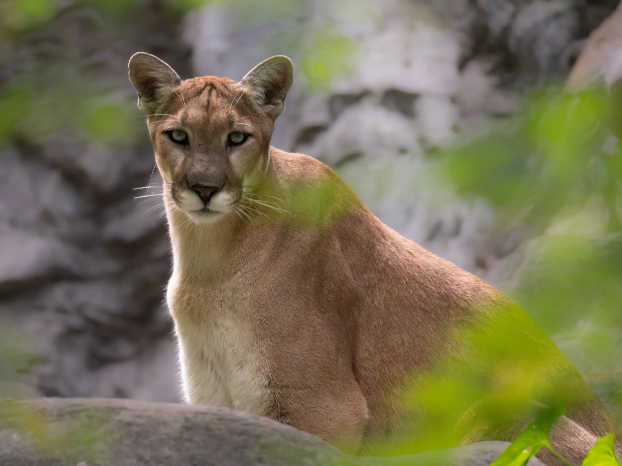 Puma, zdjęcie ilustracyjne
