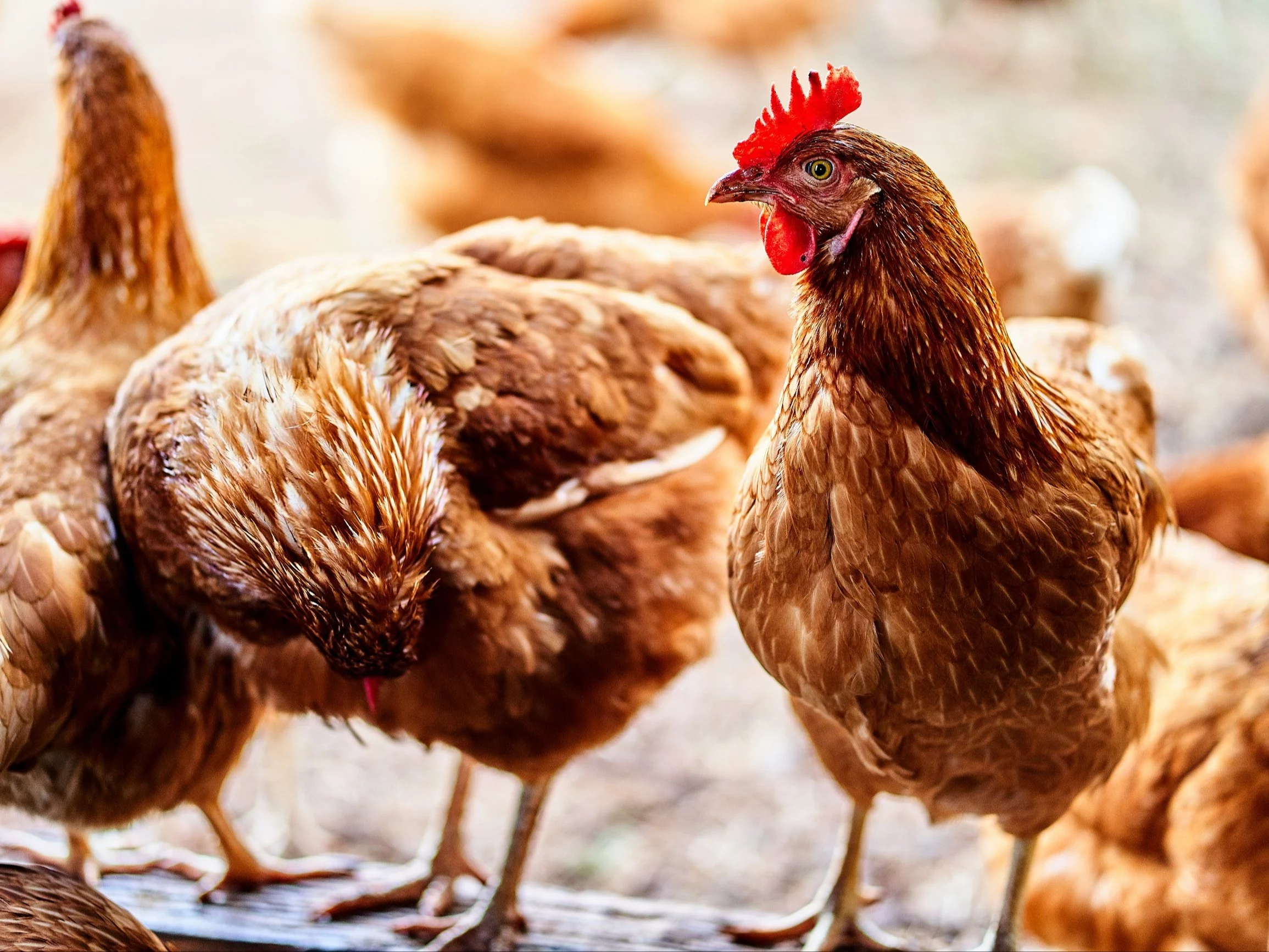 Kury, zdjęcie ilustracyjne